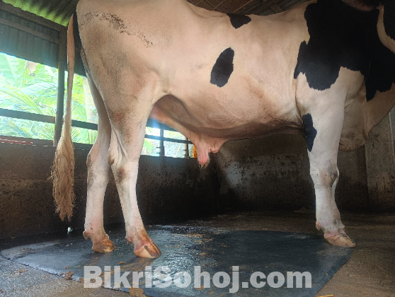 পদ্মার এপারের সবচেয়ে বড় গরু !!!